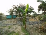 Poultry010.JPG
