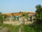 Poultry026