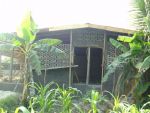 Poultry036